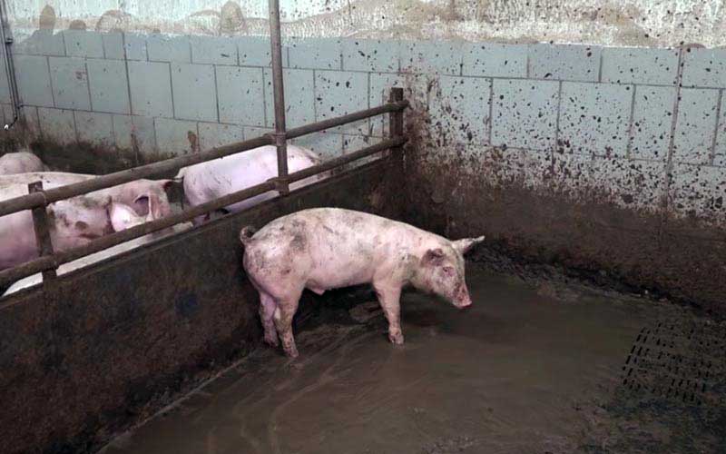 reality_pig_caption_90