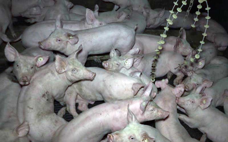 reality_pig_caption_91