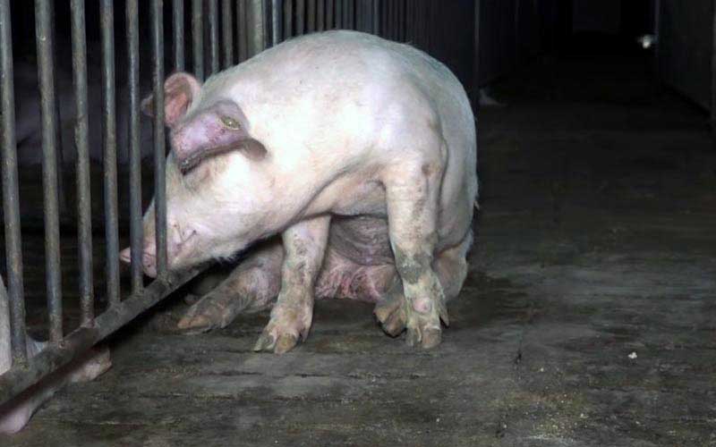 reality_pig_caption_92