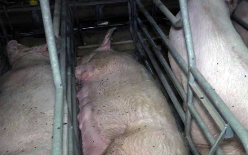 reality_pig_caption_93