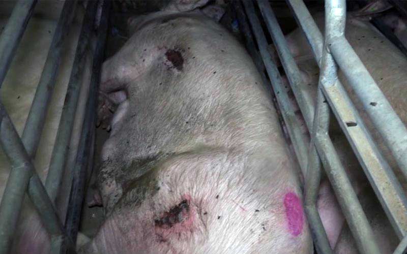 reality_pig_caption_94