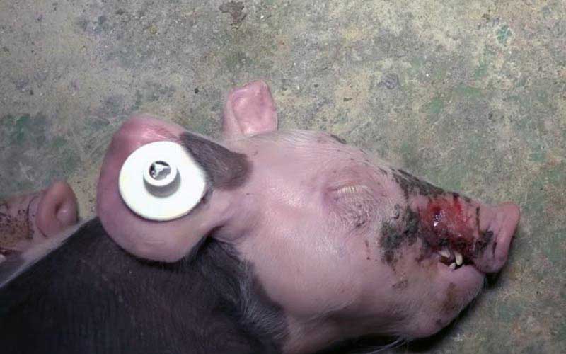 reality_pig_caption_96