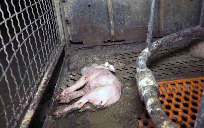 reality_pig_caption_98