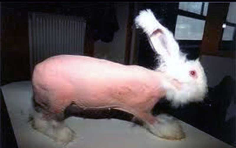 reality_rabbit_caption_15