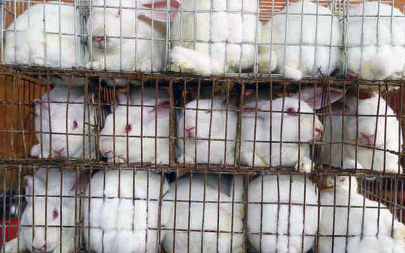 reality_rabbit_caption_33
