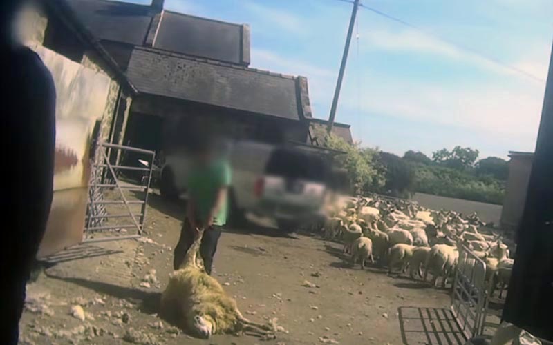 reality_sheep_caption_05