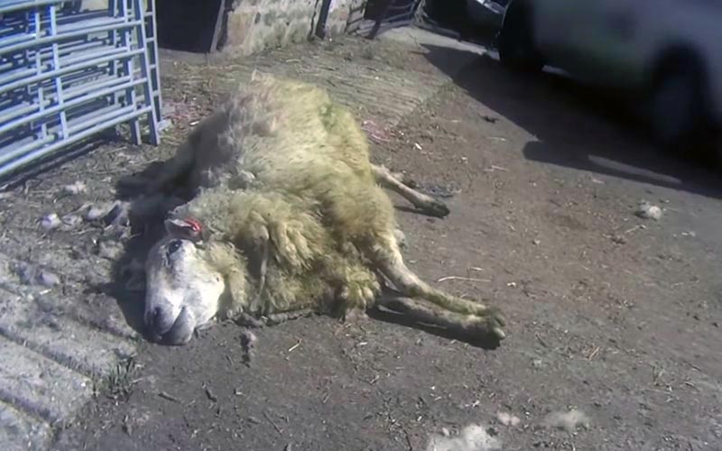 reality_sheep_caption_06