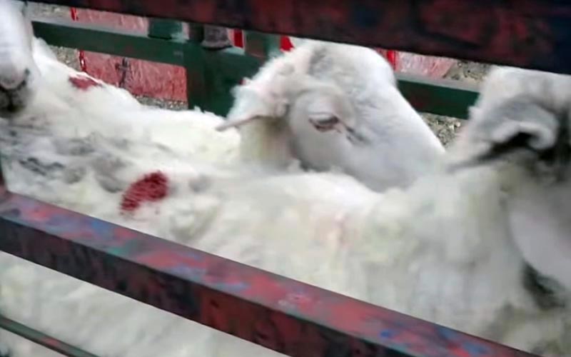 reality_sheep_caption_08