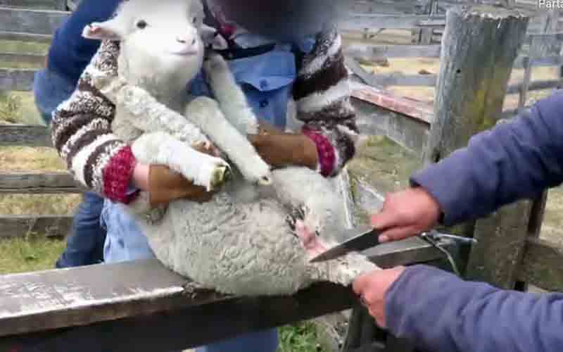reality_sheep_caption_10