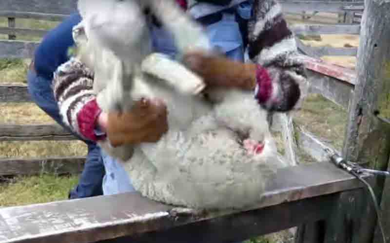 reality_sheep_caption_11