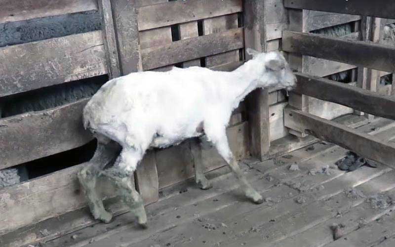 reality_sheep_caption_14