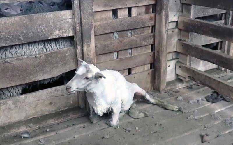 reality_sheep_caption_15