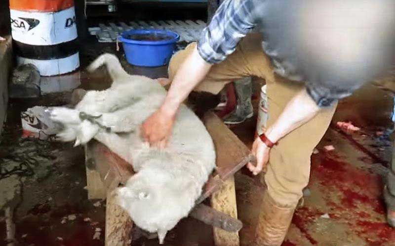 reality_sheep_caption_16