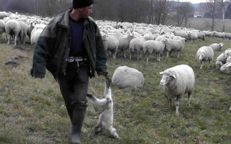reality_sheep_caption_18