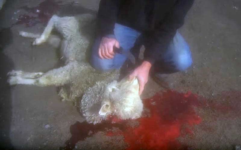 reality_sheep_caption_20