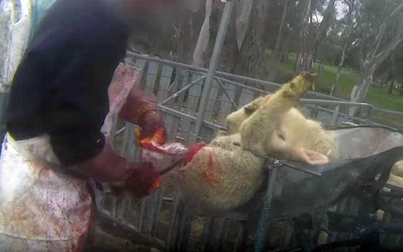 reality_sheep_caption_22